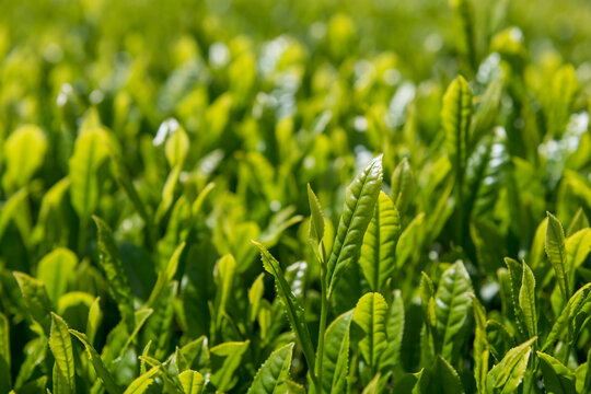 Organic leaf of macha green tea plantation, Obuchi Kasaba, Shizuoka