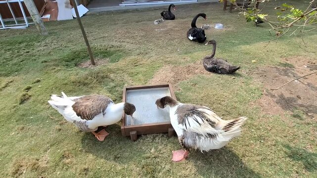 Ducks and swans feeding together in grassy backyard