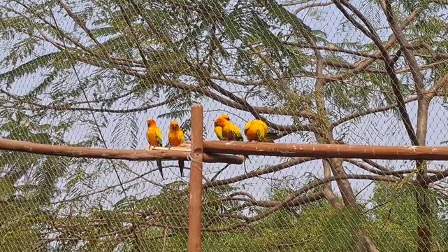 Vibrant orange parrots perched on wooden beam in sunny outdoor aviary