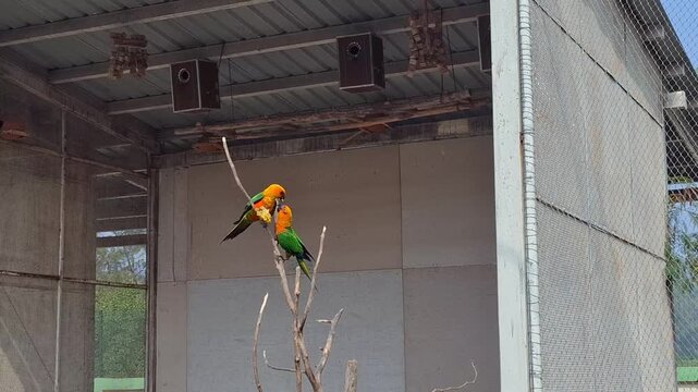 Colorful parrots perched on branch in cozy aviary enclosure