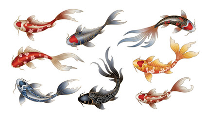 Fototapeta premium Collection of Koi Fish Swimming.