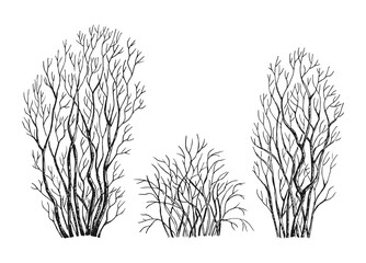 Detailed hand drawn black and white illustration of a bare bushes with intricate branches.