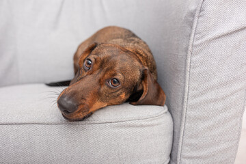 Cute dachshund dog lying on a gray sofa looking at camera with sad eyes, pet care services or...