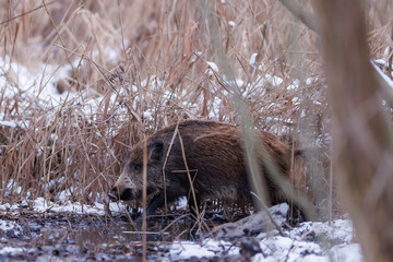 Obraz premium Wild Boar Moving Through Reeds in Winter Wetland
