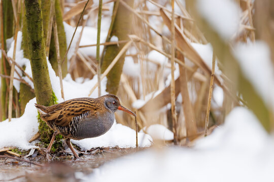 Water Rail Bird Foraging in Winter Wetland with Snow