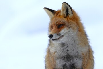 Fototapeta premium Volpe