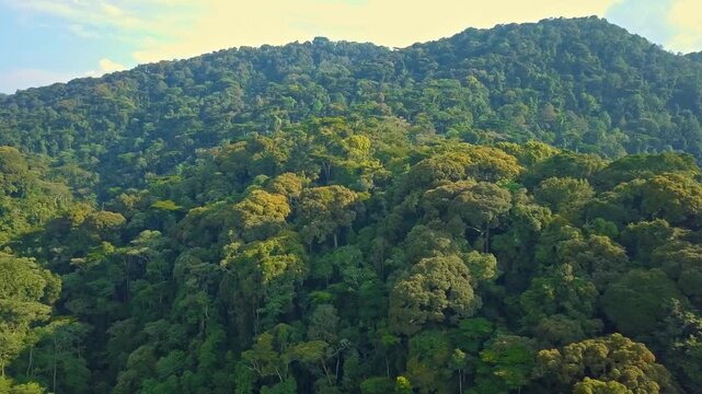 Expansive aerial view of Bwindi Impenetrable Forest in Uganda, with dense untouched canopy and tea planted slopes in Rubanda District, protects Gorilla beringei beringei endangered species