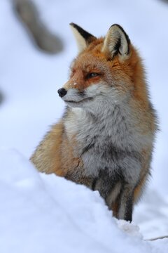 Volpe