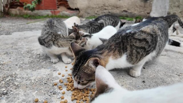 Cats eating kibble outside in a peaceful setting, natural behavior