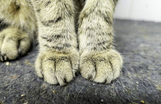 Brown cat paws