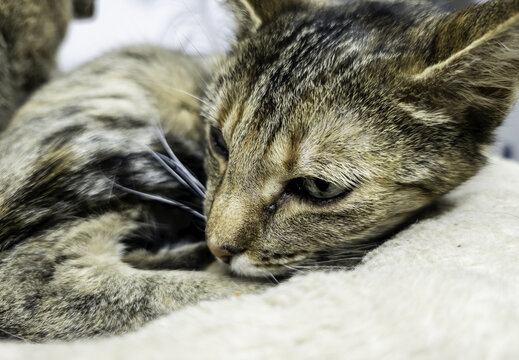 Stray cats in the street