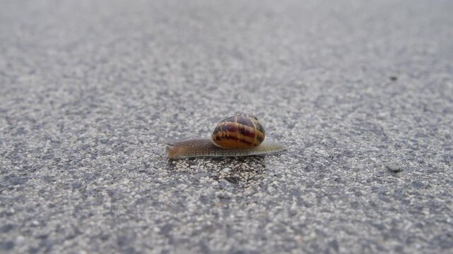 Grove snail crawling across granite gravestone in Vienna Central Cemetery