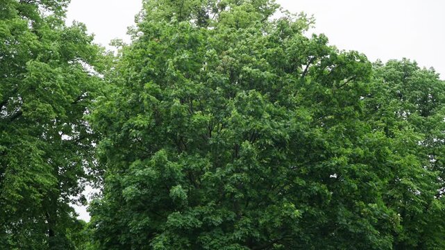 Majestic oak Quercus robur tree with lush green leaves swaying in wind