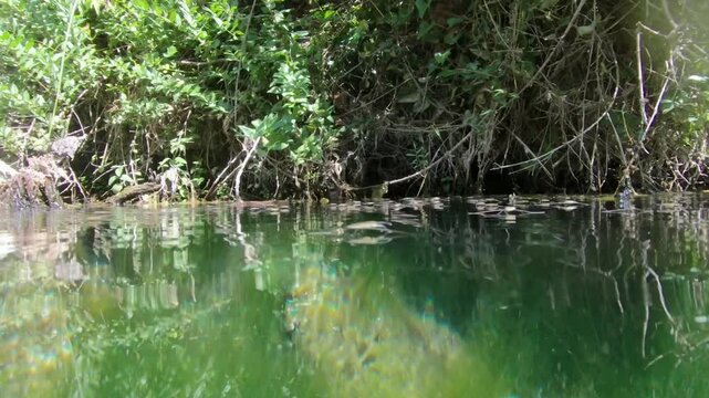 Beautiful footage in the Agly river: water striders on the surface and underwater plant roots