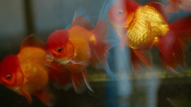 Beautiful goldfish Oranda redcap swimming in a fish tank