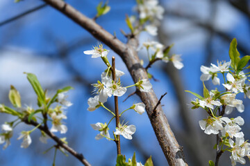 Prune Plum branch with flowers - Latin name - Prunus domestica subsp. domestica
