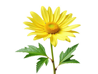 Naklejka premium A single yellow flower sits on a white background, surrounded by green leaves