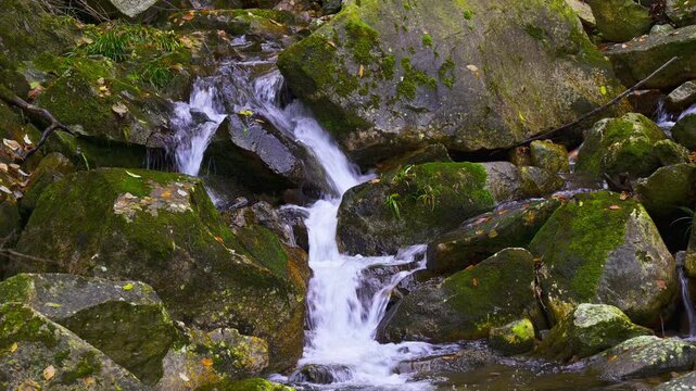 The autumn brook