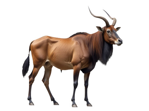 Large antelope standing on a white background