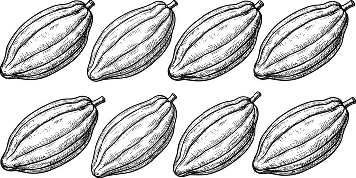 Hand drawn cocoa pod illustration set with vintage engraving style tropical fruit botanical elements for chocolate agriculture designs