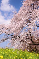 Naklejka premium 青空に映える満開の桜と菜の花