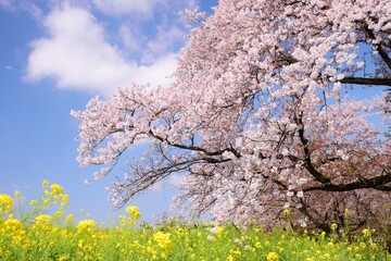 Naklejka premium 青空に映える満開の桜と菜の花