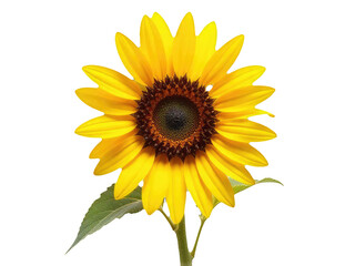 Naklejka premium A bright yellow sunflower on a simple white background, perfect for illustrations or designs