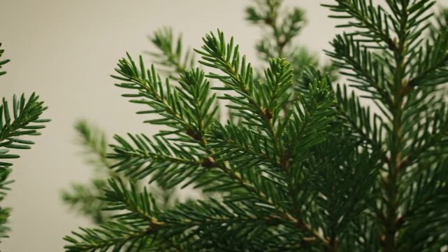 A close-up view of a lush green fir tree branch with dense needles, showcasing artificial intelligence analyzed patterns in nature