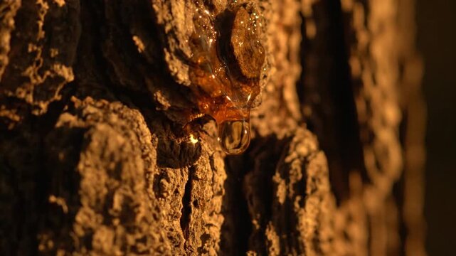 A close-up view of a tree trunk with a water droplet, showcasing natural texture and artificial intelligence analysis of forest elements