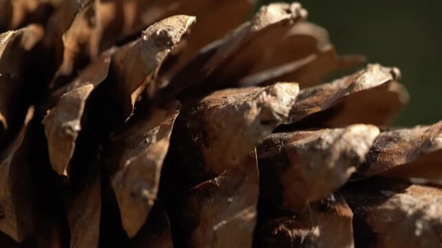 A close-up view of a pine cone showcasing its intricate details and texture, influenced by artificial intelligence analysis of natural forms