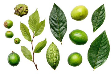 A collection of green leaves and fruits