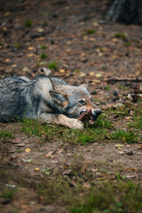 A small gray wolf gnaws bones while lying on the ground © Павел Чигирь