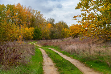 Fototapeta premium beautiful landscape of country road in autumn forest with bright yellow leaves on trees, cloudy weather