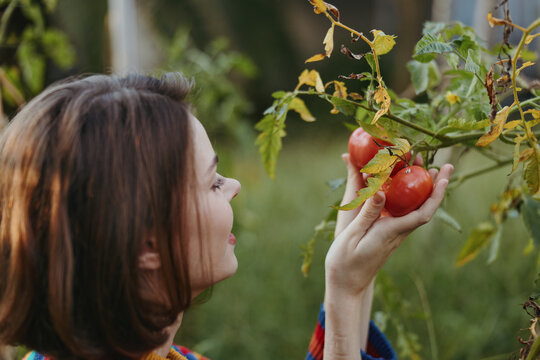 Woman tomatoes garden harvest smiling young adult picking outdoor in a rustic vegetable patch, wearing striped sweater and casual outfit, enjoying organic farm to table lifestyle.