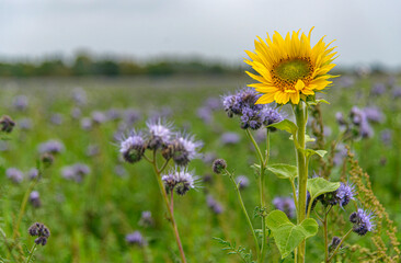 Tournesol et chardons champ&ecirc;tres &agrave; Savigneux, Ain, France