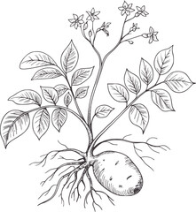 Botanical of a potato plant with tuber roots and flowers