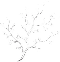 Delicate pencil of a bare tree branch with small buds