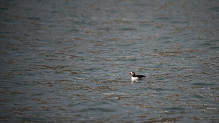 A lone puffin swimming in the arctic waters of the Isfjorden near Longyearbyen, Svalbard © Jani Katajisto
