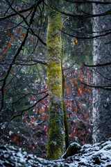 Obraz premium autumn in the forest