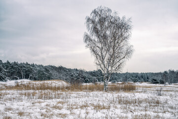 Rozległa polana pokryta grubą warstwą śniegu, pochmurny dzień.   © Aneta