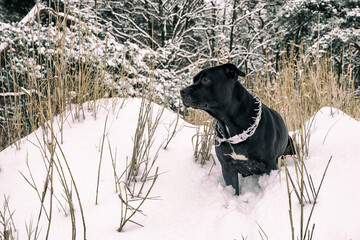  Pies na zimowym spacerze. Sylwetka czarnego psa rasy american stafford terrier na tle zimowego krajobrazu. © Aneta