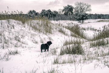 Rozległa polana pokryta grubą warstwą śniegu, pochmurny dzień.   © Aneta