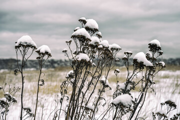 Minimalistyczna scena zimowa, suche rośliny pokryte warstwą śniegu na tle białego pola.  © Aneta