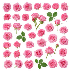 Fototapeta premium Collection of pink roses with leaves on white background.