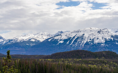 Obraz premium Fir forest, grassland, snow capped mountains. Blue sky and white clouds in the background. Canadian Rockies, Jasper National Park in summer. Alberta, Canada.