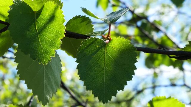 A Karelian birch branch with small, carved, bright green young leaves sways in the wind in the light of the northern sun in early summer.