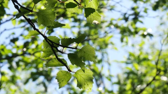 A Karelian birch branch with small, carved, bright green young leaves sways in the wind in the light of the northern sun in early summer.