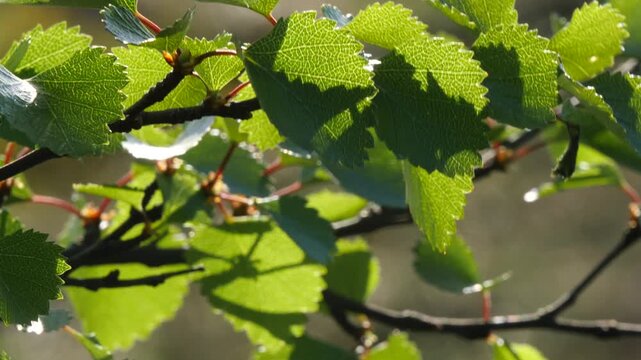 A Karelian birch branch with small, carved, bright green young leaves sways in the wind in the light of the northern sun in early summer.