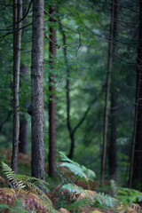 forest in the morning