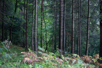 forest in the morning